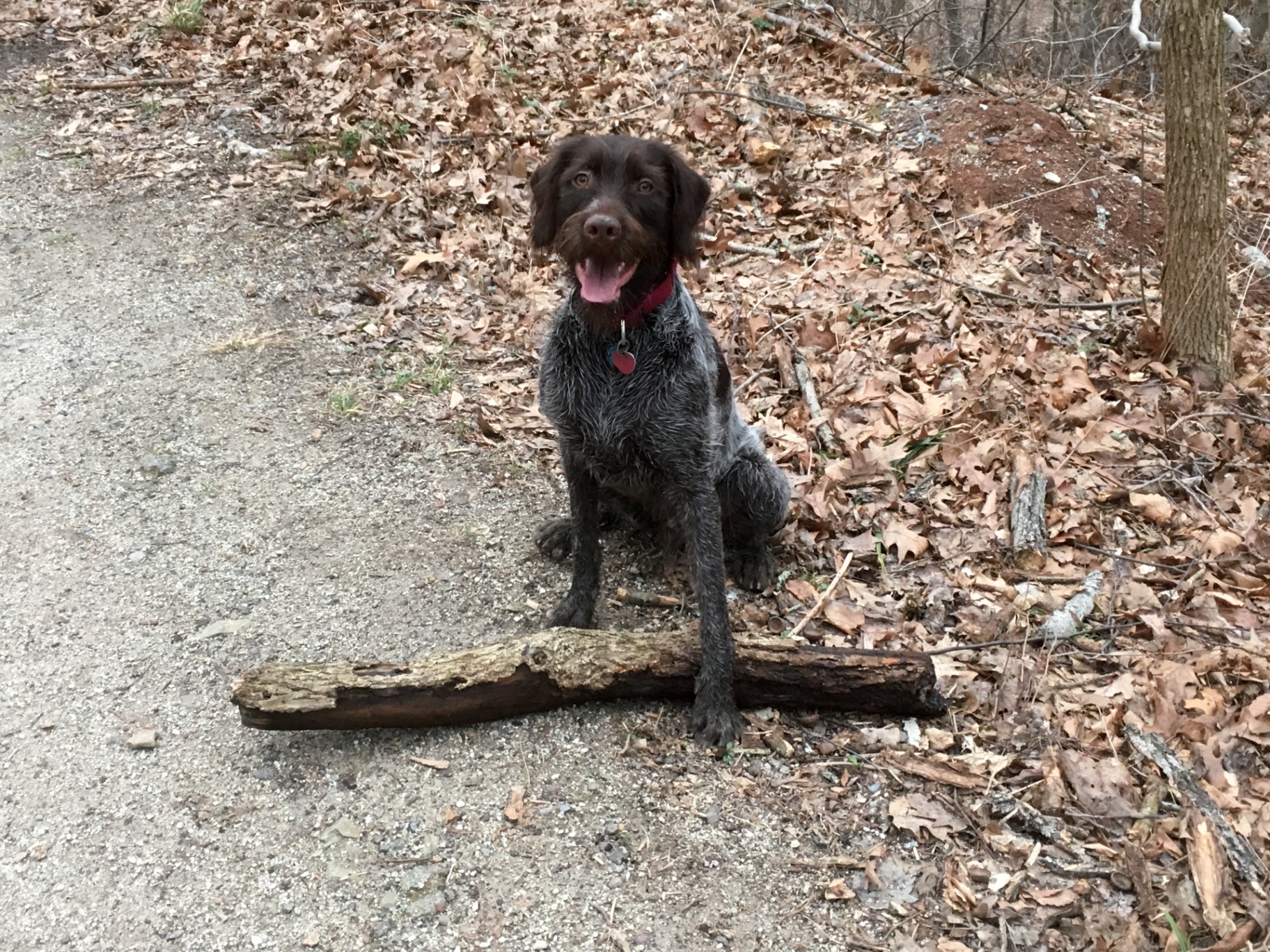 Griffin sitting on a wooded trail with a log in front of him