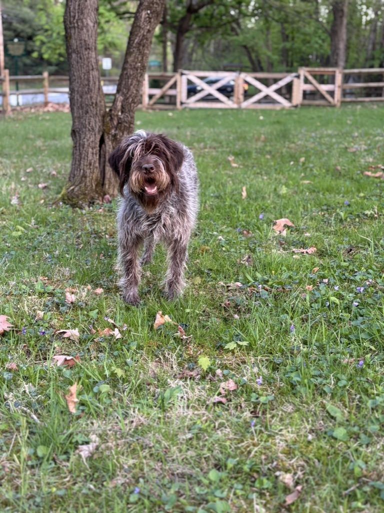 RuthieRose standing in a park by a wooden fence
