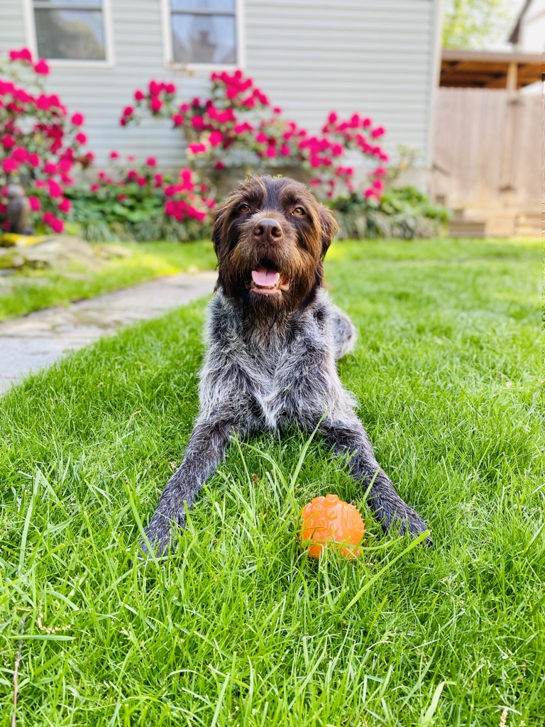 Griffin sitting in the grass with an orange ball