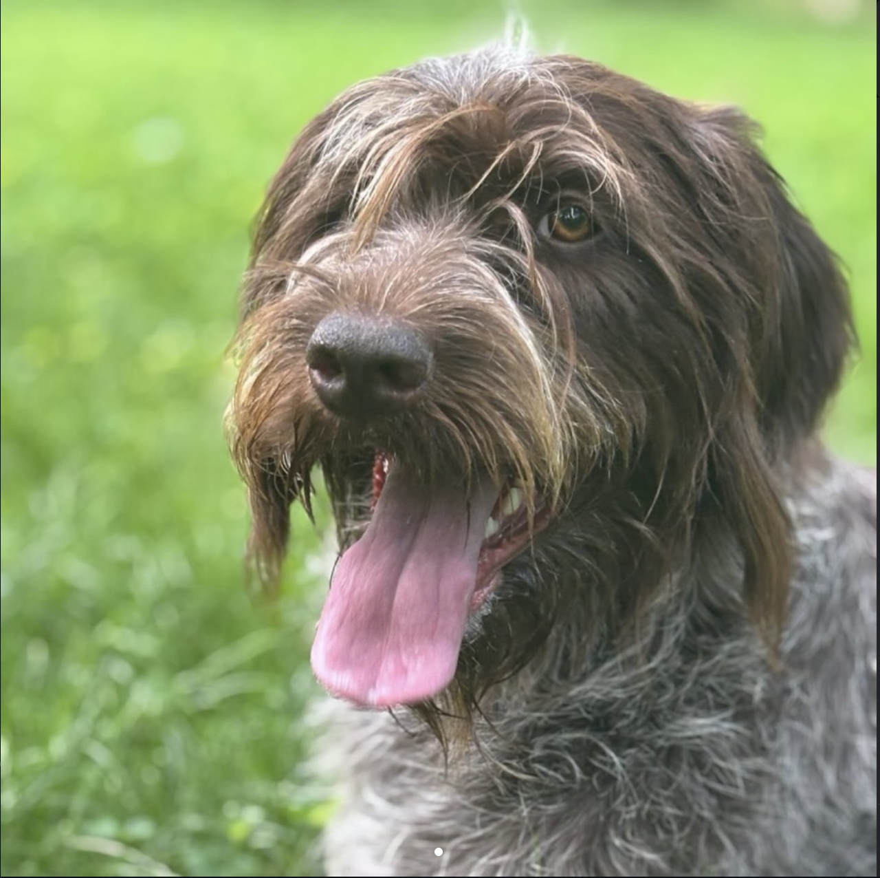 RuthieRose, a Wirehaired Pointing Griffon, in a western landscape