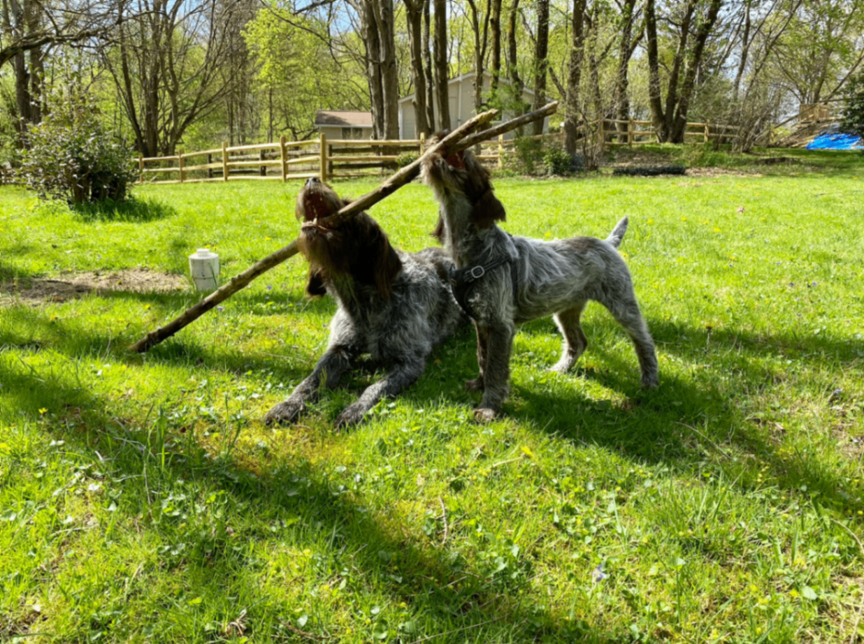 Griffin and RuthieRose carrying a large stick together in the yard