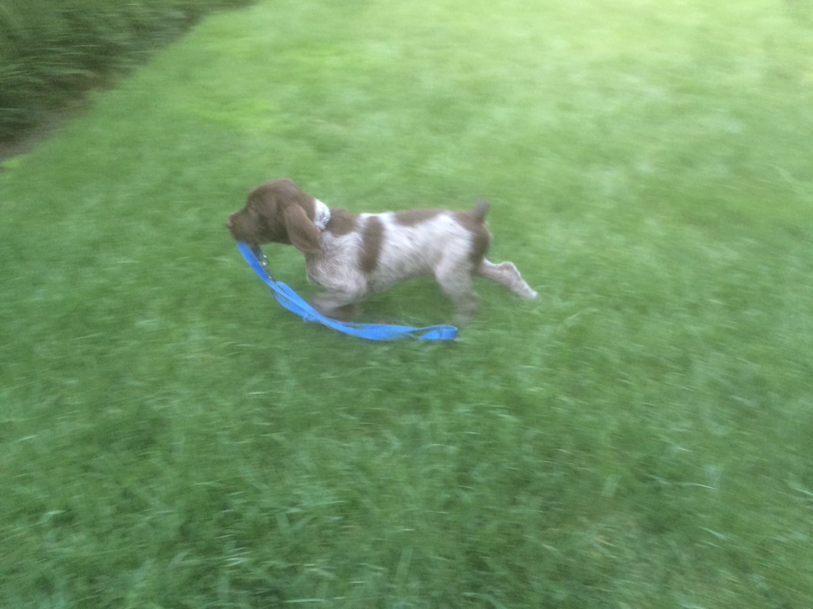 Wirehaired Pointing Griffon puppy running across grass with a blue leash