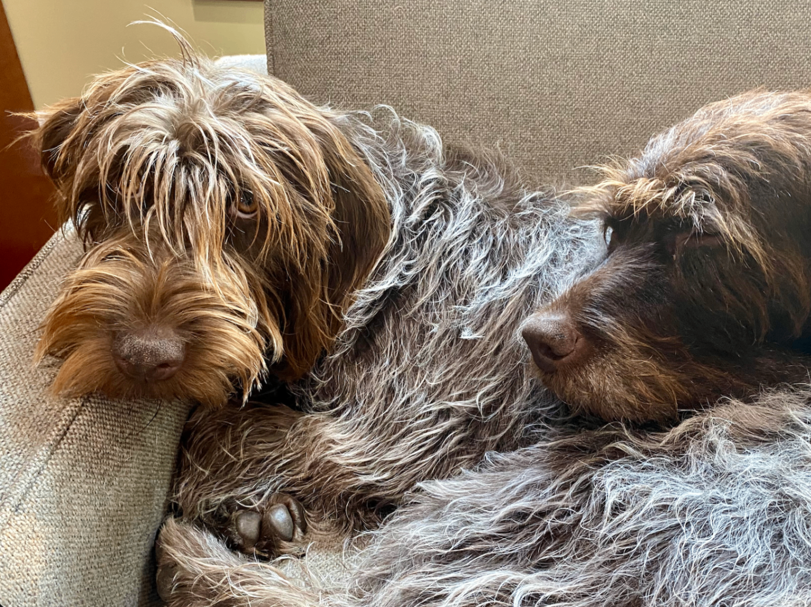 Griffin and RuthieRose lounging together on a couch