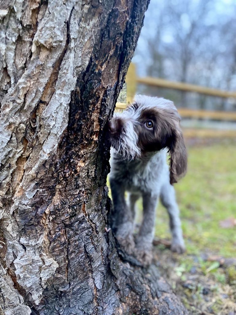 Griffon puppy peeking around a tree trunk