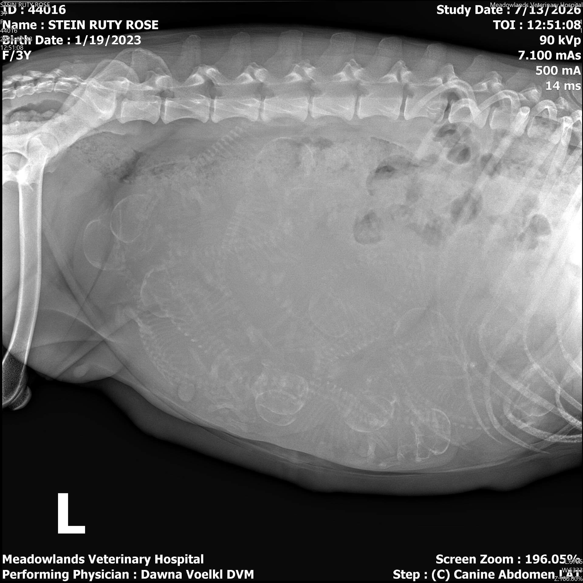 Ultrasound image showing Ruty Rose puppies