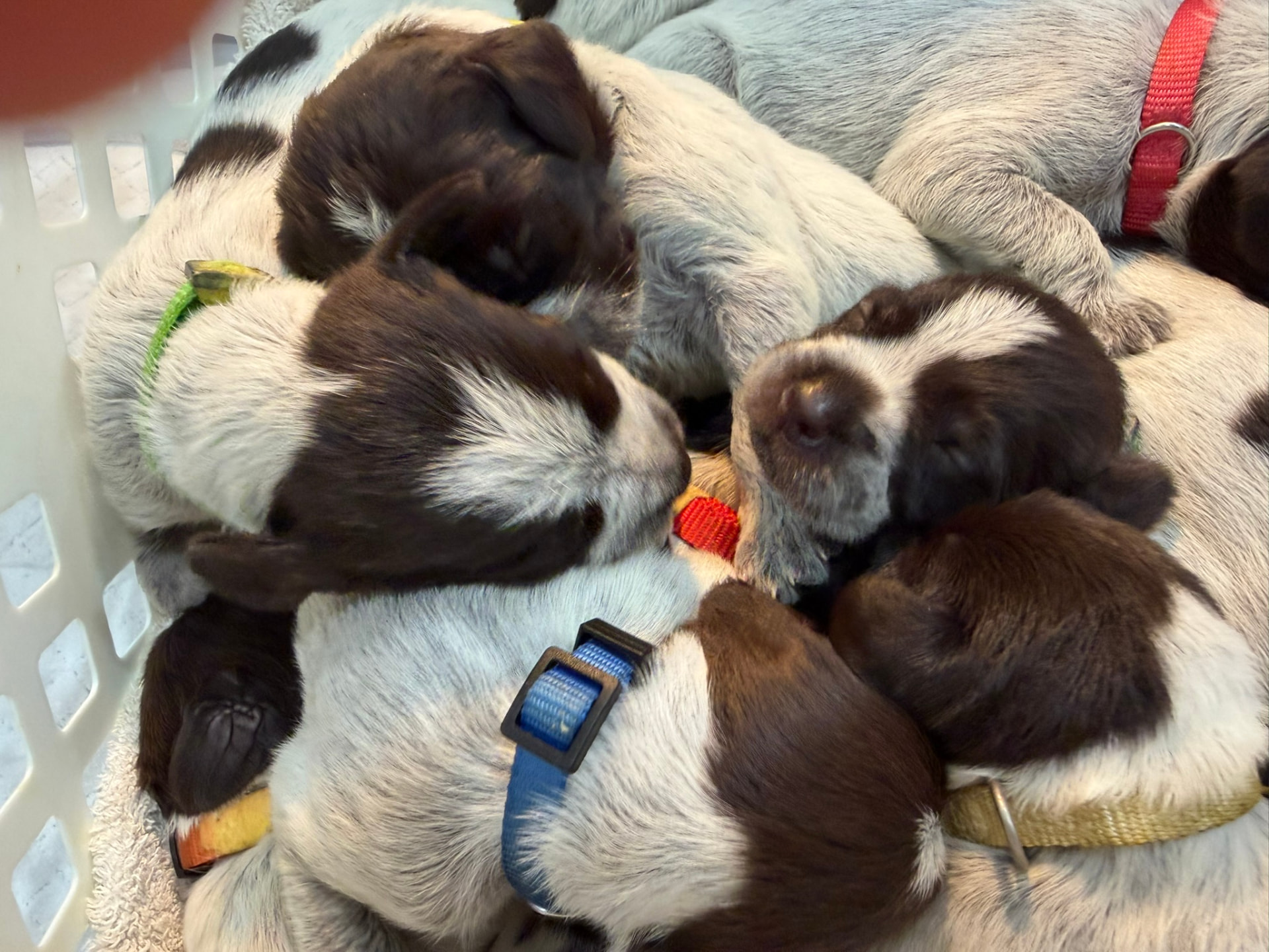 RuthieRose nursing her newborn Wirehaired Pointing Griffon puppies