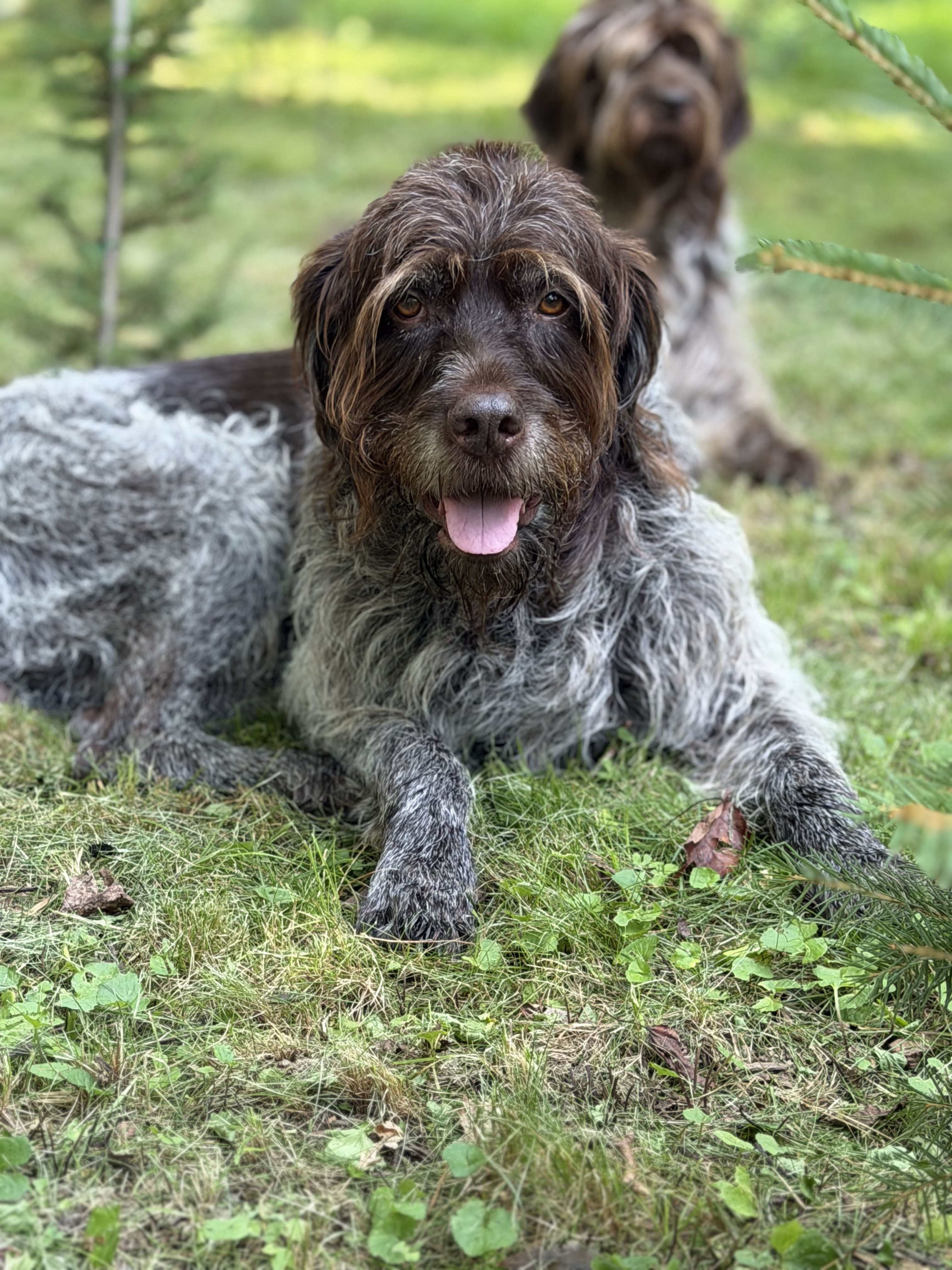 Wirehaired Pointing Griffon lying in grass with tongue out