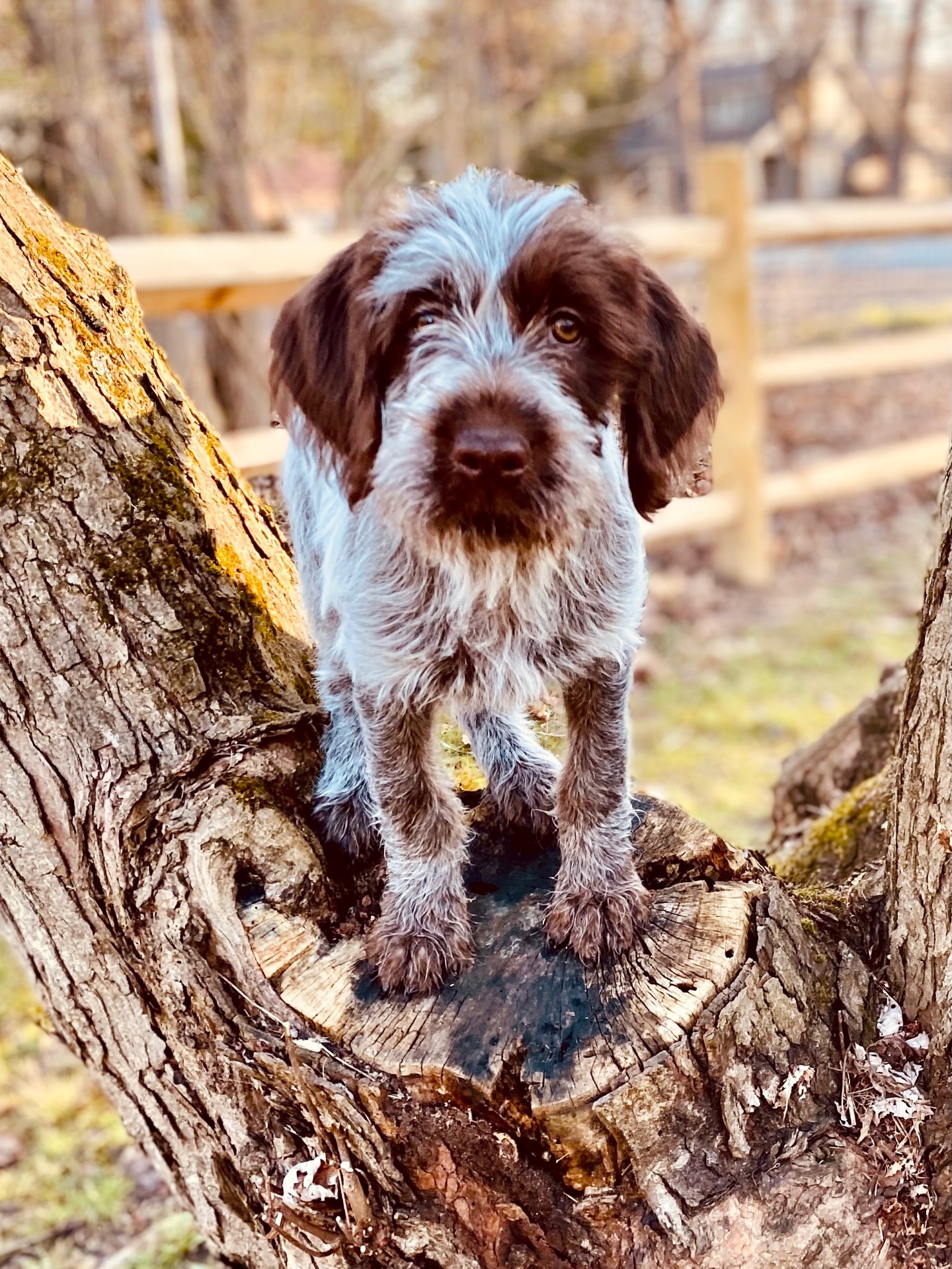 Young Griffon standing proudly on a tree stump