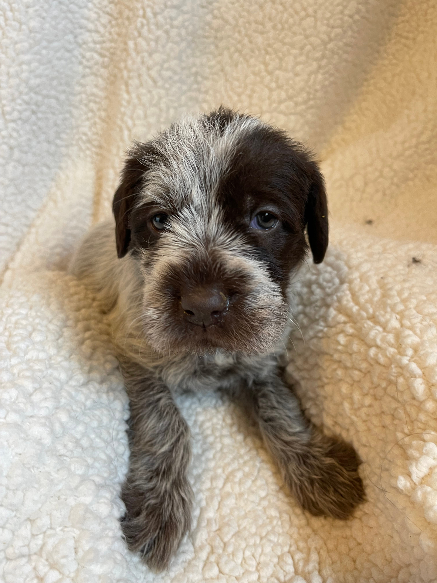 RuthieRose as a Wirehaired Pointing Griffon puppy