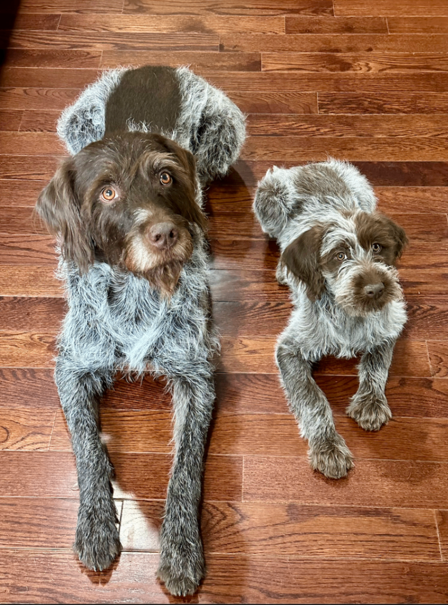 Griffin and RuthieRose lying side by side on hardwood floors