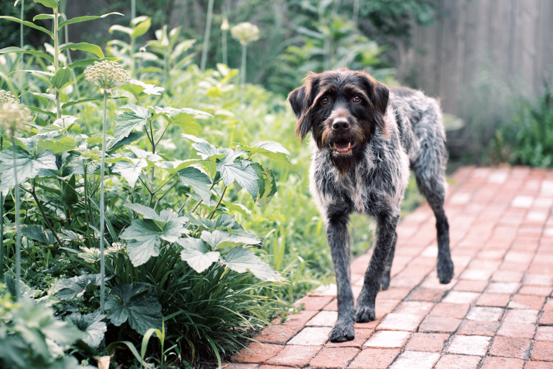 Wirehaired Pointing Griffon puppy