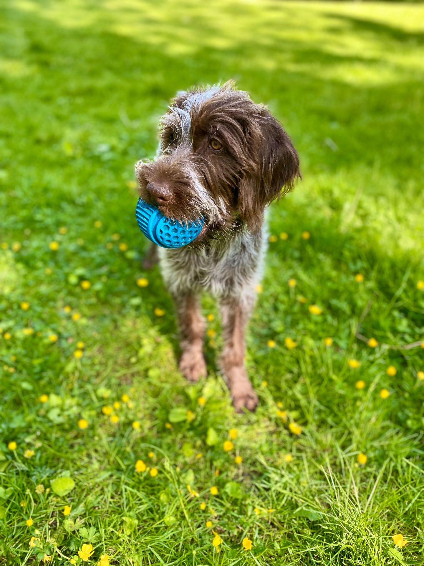 Griffon with a blue ball standing in green grass
