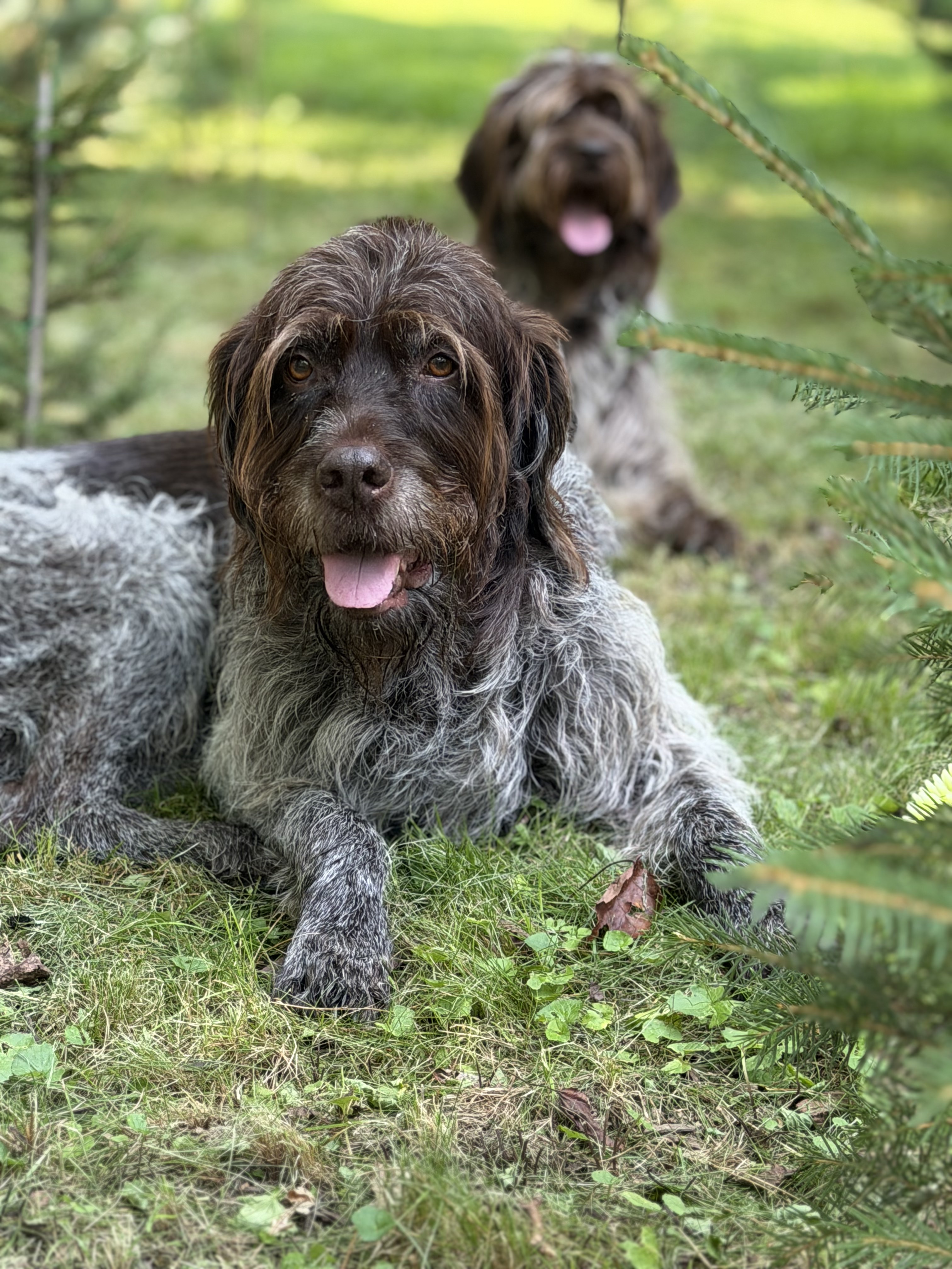 Griffin and RuthieRose resting together in the grass