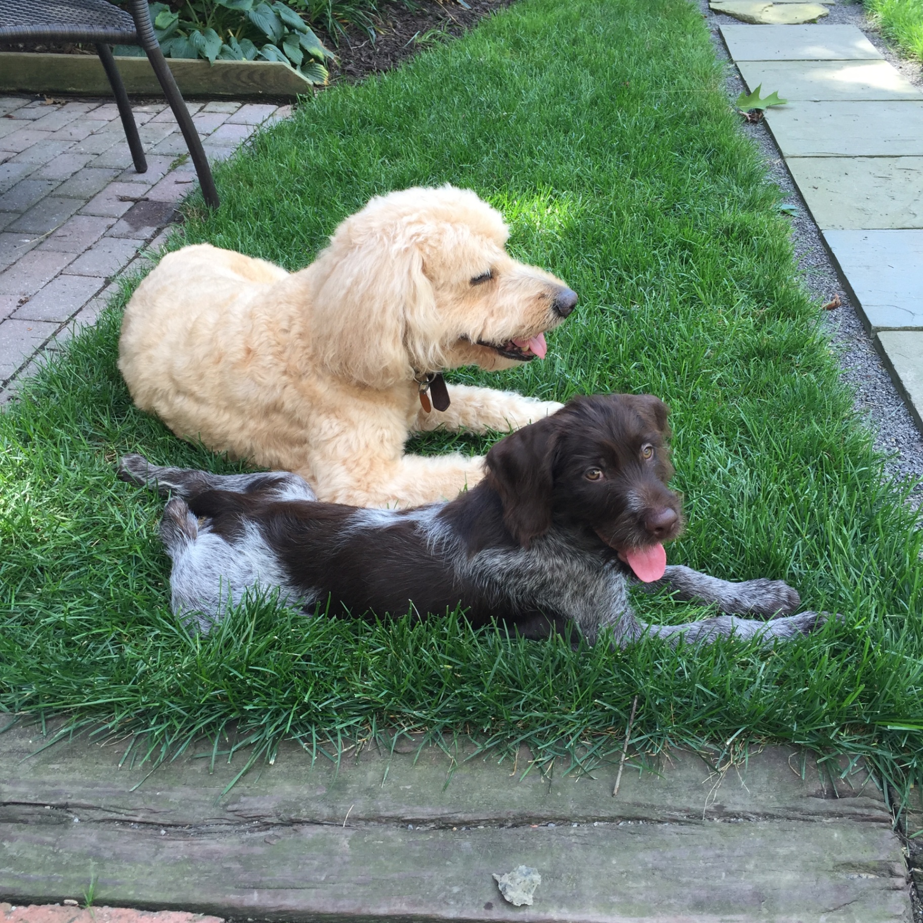 Griffin as a puppy resting in the grass with a cream-coated friend